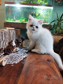 Gattini Exotic shorthair maschi