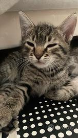 Cuccioli di gatto