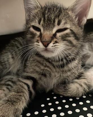Cuccioli di gatto