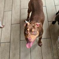 Pitbull