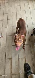 Pitbull
