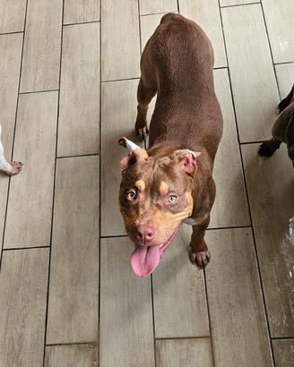 Pitbull