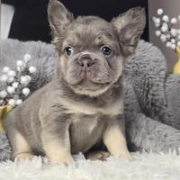 BULLDOG - BOULEDOGUE FRANCESE BLU FLUFFY -pag rate