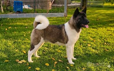 Akita americano