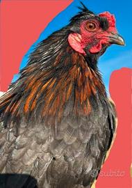 Gallo incrocio araucana