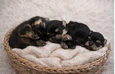 Pomeranian Spitz tedesco nano