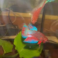 Betta Splendens pesce combattente