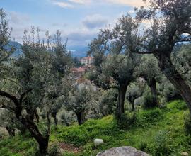 Oliveto in Comodato d'uso