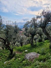 Oliveto in Comodato d'uso