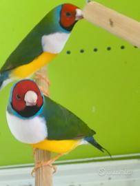 Uccelli diamanti di Gould
