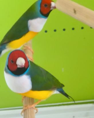 Uccelli diamanti di Gould