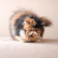 Cucciola razza persiana