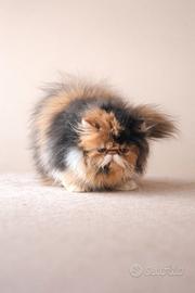 Cucciola razza persiana