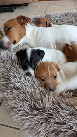 Jack Russel, prezzo trattabile