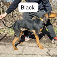 Segugio? Italiano. Fortissimo. Sulla lepre