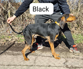 Segugio? Italiano. Fortissimo. Sulla lepre