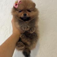 Volpino pomerania FIGLIA DI CAMPIONE Pedigree Enci