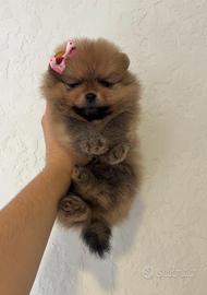 Volpino pomerania FIGLIA DI CAMPIONE Pedigree Enci