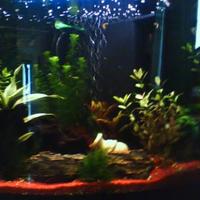 Acquario angolare 140 litri