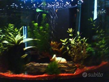 Acquario angolare 140 litri