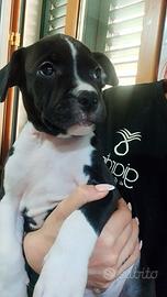 Amstaff femmina