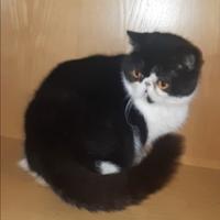Cucciolona exotic shorthair fem