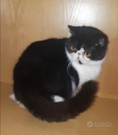 Cucciolona exotic shorthair fem