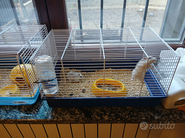 Disponibile 3 criceti compresi di gabbie e cibo