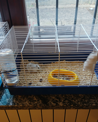 Disponibile 3 criceti compresi di gabbie e cibo