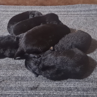 Cuccioli rottweiler zona Eur