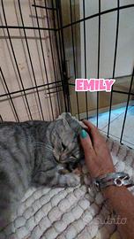 Emily gattina tigrata di 6 mesi