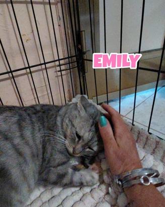 Emily gattina tigrata di 6 mesi