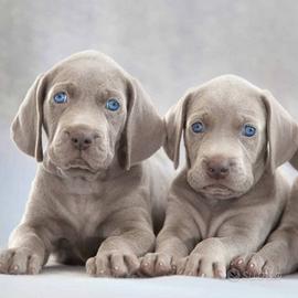 Bracco weimaraner