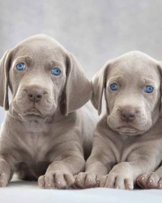 Bracco weimaraner