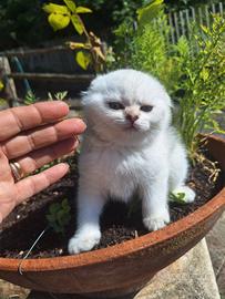 Scottish fold con pedigree