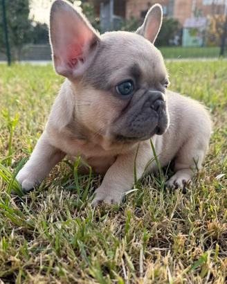 Bulldog francese