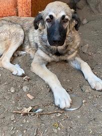 Cagnoline cucciole 7 mesi