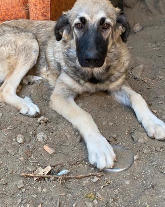 Cagnoline cucciole 7 mesi