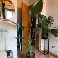 Strelizia Nicolai 2 metri