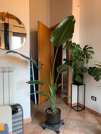 Strelizia Nicolai 2 metri