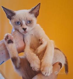 Gattina mix siamese/don sphynx occhi azzurri