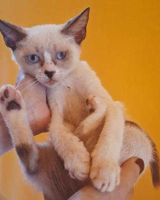 Gattina mix siamese/don sphynx occhi azzurri
