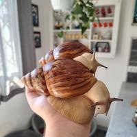 Archachatina marginata ovum acromelanic