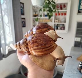 Archachatina marginata ovum acromelanic