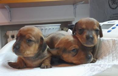 Bassotti kaninchen maschio e femmina