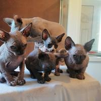 Gattini sphynx