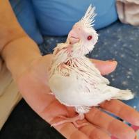 Calopsite pulli da imbecco