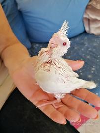 Calopsite pulli da imbecco