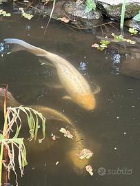 Carpe koi butterfly