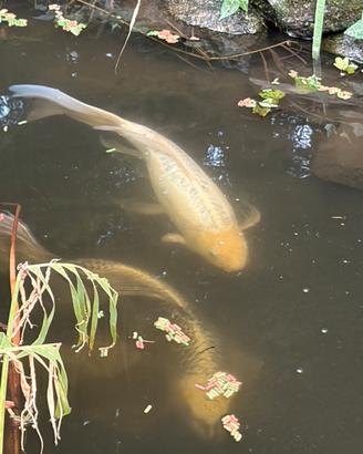 Carpe koi butterfly